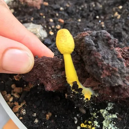 Cozy Costa Del Silencio