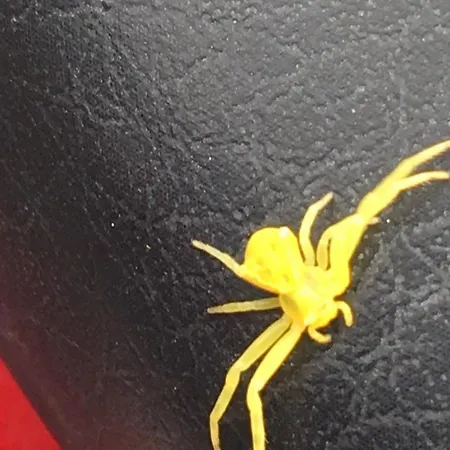 Cozy Costa Del Silencio