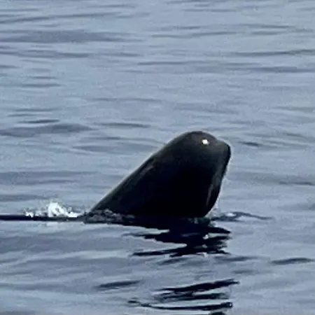 Cozy * Коста-дель-Силенцио