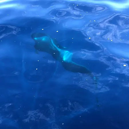 Апартаменты Cozy Коста-дель-Силенцио