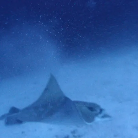 Cozy Апартаменты *