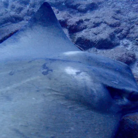 Апартаменты Cozy Коста-дель-Силенцио