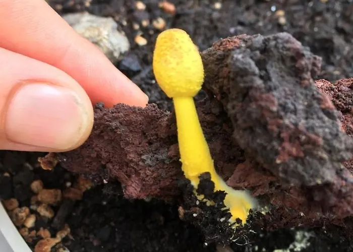 Cozy Costa Del Silencio