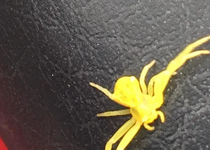 Cozy Costa Del Silencio