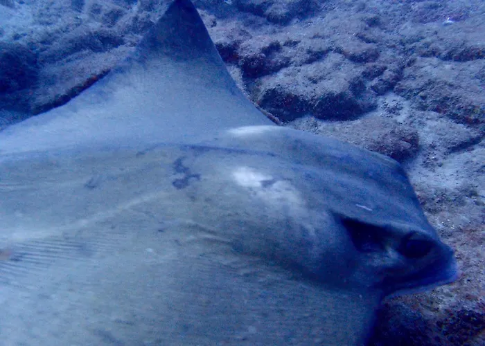 Daire Cozy Costa Del Silencio