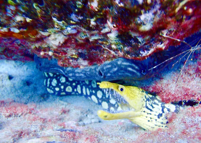 Cozy Costa Del Silencio