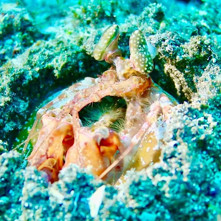 Cozy Costa Del Silencio