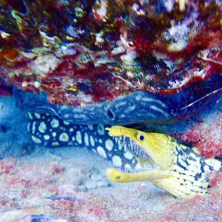 Cozy Costa Del Silencio