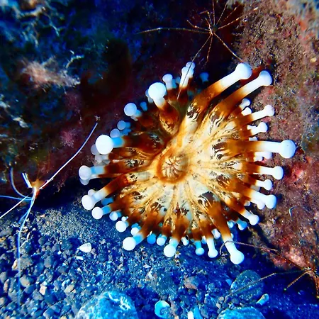 Cozy Apartamento Costa Del Silencio