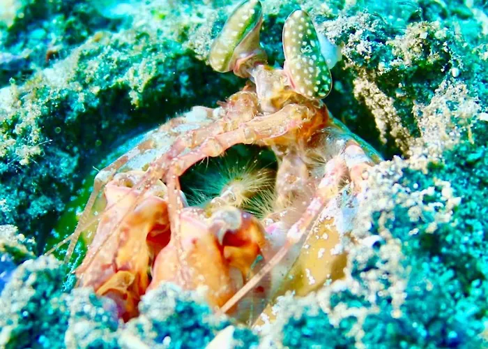 Cozy Costa Del Silencio