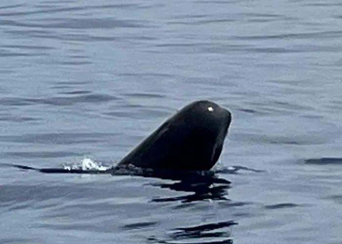 Cozy * Costa Del Silencio