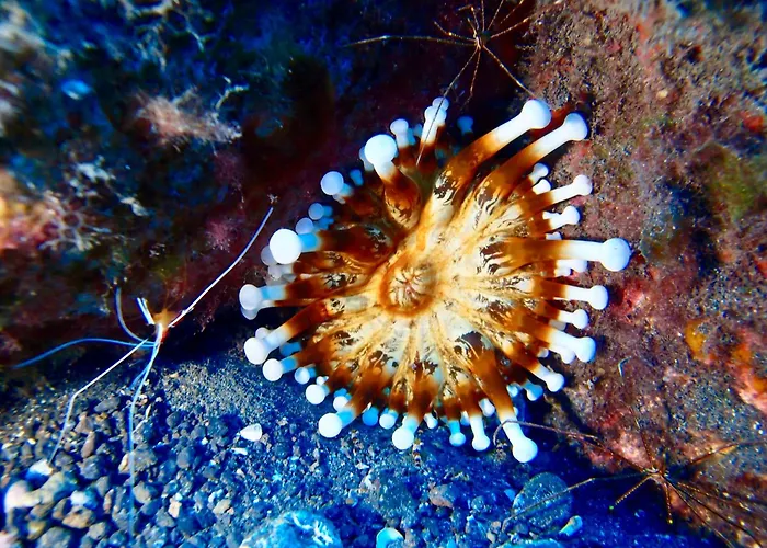 Cozy Appartement Costa Del Silencio